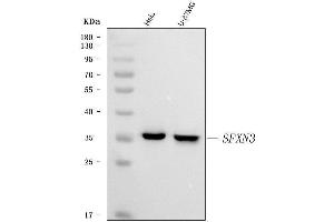 Western blot analysis of SFXN3 using anti-SFXN3 antibody (ABIN7601302).