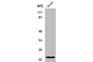 Western Blot analysis of HepG2 cells using MRP-L41 Polyclonal Antibody (MRPL41 抗体  (Internal Region))