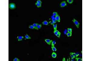 Immunofluorescence (IF) image for anti-Solute Carrier Organic Anion Transporter Family, Member 3A1 (SLCO3A1) (AA 439-539) antibody (ABIN7170305)