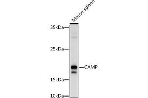 Western Blotting (WB) image for anti-Cathelicidin Antimicrobial Peptide (CAMP) (AA 31-170) antibody (ABIN3022306)