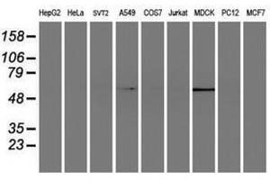 Image no. 2 for anti-ELK3, ETS-Domain Protein (SRF Accessory Protein 2) (ELK3) antibody (ABIN1498007) (ELK3 抗体)