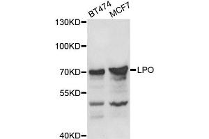 Western blot analysis of extracts of various cell lines, using LPO antibody (ABIN5975248) at 1/1000 dilution. (LPO 抗体)
