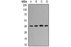 Western blot analysis of QKI expression in HL60 (A), Hela (B), mouse brain (C), rat liver (D) whole cell lysates. (QKI 抗体)