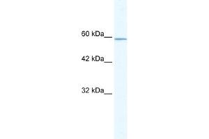 KLHL5 antibody (20R-1097) used at 0. (KLHL5 抗体  (N-Term))