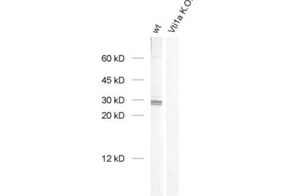 VTI1A 抗体  (AA 2-185)