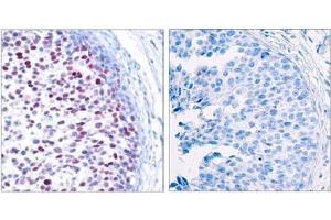 Image no. 3 for anti-Jun Proto-Oncogene (JUN) (pThr239) antibody (ABIN196652) (C-JUN 抗体  (pThr239))