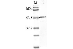 Western blot analysis using anti-Nampt (human), pAb  at 1:2'000 dilution. (NAMPT 抗体  (AA 40-56))