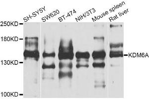 Western blot analysis of extracts of various cell lines, using KDM6A antibody. (KDM6A 抗体)