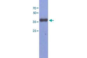 Western blot analysis of Mouse muscle extract (40 ug) by using FBP2 monoclonal antibody, clone AT1E11 (1:1000). (FBP2 抗体  (AA 1-339))