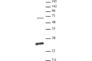 Histone H3 dimethyl Arg17 asymmetric pAb tested by Western blot. (Histone 3 抗体  (H3R17me2a))