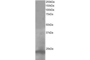 Image no. 1 for anti-Pallidin Homolog (PLDN) (C-Term) antibody (ABIN374323) (Pallidin 抗体  (C-Term))