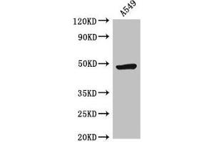 Western Blot Positive WB detected in: A549 whole cell lysate All lanes: HRH3 antibody at 2. (HRH3 抗体  (AA 236-332))