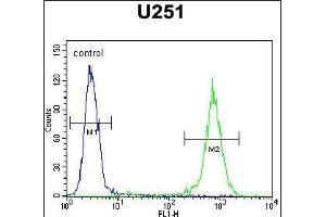 GGTLC2 Antibody (Center) (ABIN654174 and ABIN2844032) flow cytometric analysis of  cells (right histogram) compared to a negative control cell (left histogram). (GGTLC2 抗体  (AA 127-154))
