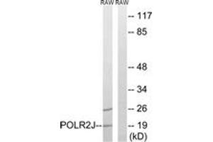 Western blot analysis of extracts from RAW264.