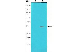 Western blot analysis of CREB expression in UV treated HeLa whole cell lysates,The lane on the left is treated with the antigen-specific peptide. (CREB1 抗体  (Internal Region))