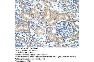 Rabbit Anti-RBM38 Antibody  Paraffin Embedded Tissue: Human Kidney Cellular Data: Epithelial cells of renal tubule Antibody Concentration: 4. (RBM38 抗体  (N-Term))