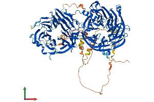 AlphaFold protein structure predicition of Human Recombinant LLGL2 Protein, UniprotID Q6P1M3