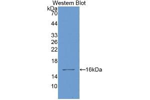 Detection of Recombinant GAL1, Bovine using Polyclonal Antibody to Galectin 1 (GAL1) (LGALS1/Galectin 1 抗体  (AA 1-135))