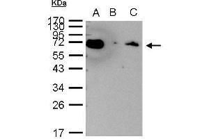 Immunoprecipitation (IP) image for anti-Heat Shock 70kDa Protein 1A (HSPA1A) (Center) antibody (ABIN2856787)
