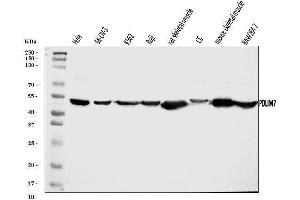 Western blot analysis of PDLIM7 using anti-PDLIM7 antibody (ABIN7601048).