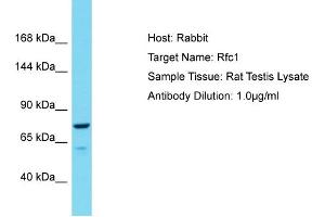 Host: Rabbit Target Name: Rfc1 Sample Type: Rat Testis lysates Antibody Dilution: 1. (RFC1 抗体  (C-Term))