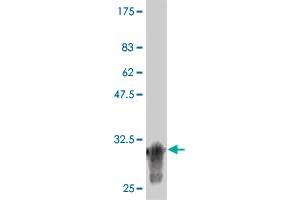 Western Blot detection against Immunogen (34. (CDK16 抗体  (AA 1-80))