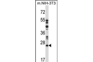LTM4A Antibody (N-term) 13816a western blot analysis in mouse NIH-3T3 cell line lysates (35 μg/lane). (LAPTM4A 抗体  (N-Term))