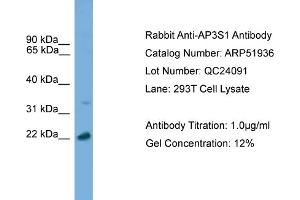 WB Suggested Anti-AP3S1  Antibody Titration: 0. (AP3S1 抗体  (C-Term))