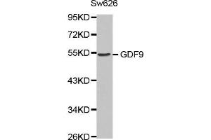 Western blot analysis of extracts of Sw626 cell line, using GDF9 antibody. (GDF9 抗体  (AA 205-454))