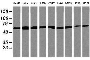 Image no. 4 for anti-Tripartite Motif Containing 38 (TRIM38) (AA 1-265) antibody (ABIN1490680)