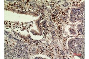 Immunohistochemistry (IHC) analysis of paraffin-embedded Human Liver, antibody was diluted at 1:100. (Thrombopoietin 抗体  (Internal Region))