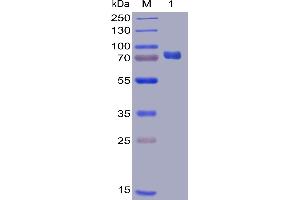 SDS-PAGE (SDS) image for CD274 (PD-L1) (AA 19-238) protein (mFc-His Tag) (ABIN6961096)