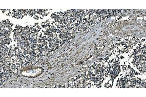 IHC analysis of GNG7 using anti-GNG7 antibody (ABIN7600508). (GNG7 抗体  (AA 2-57))