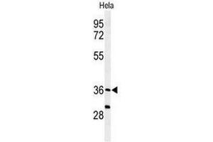 Western blot analysis of SUMF1 Antibody (C-Term) in Hela cell line lysates (35µg/lane). (SUMF1 抗体  (C-Term))