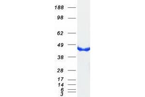 Western Blotting (WB) image for Creatine Kinase, Brain (CKB) protein (Myc-DYKDDDDK Tag) (ABIN2714208)