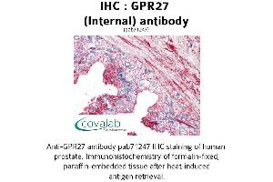 Image no. 1 for anti-G Protein-Coupled Receptor 27 (GPR27) (Internal Region) antibody (ABIN1735041) (GPR27 抗体  (Internal Region))