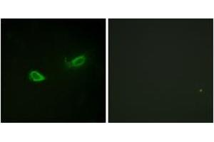 Immunofluorescence analysis of NIH-3T3 cells, using ATP1 alpha1/Na+K+ ATPase1 (Phospho-Ser23) Antibody. (ATP1A1 抗体  (pSer23))