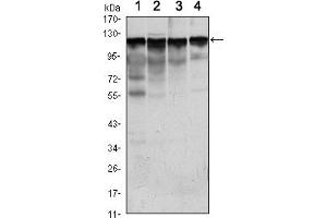 Western blot analysis using HK1 mouse mAb against Jurkat (1), Hela (2), HepG2 (3) and NIH/3T3 (4) cell lysate. (Hexokinase 1 抗体)