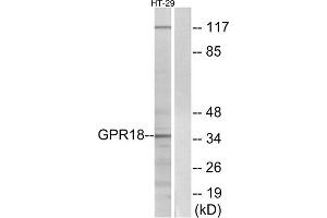Western blot analysis of extracts from HT-29 cells, using GPR18 antibody. (GPR18 抗体  (Internal Region))
