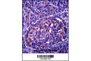 LRRN4 Antibody immunohistochemistry analysis in formalin fixed and paraffin embedded human pancreas tissue followed by peroxidase conjugation of the secondary antibody and DAB staining. (LRRN4 抗体  (C-Term))