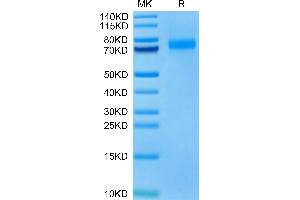 SDS-PAGE (SDS) image for Sialic Acid Binding Ig-Like Lectin 10 (SIGLEC10) (AA 17-546), (R119A) protein (His-Avi Tag,Biotin) (ABIN7275605)