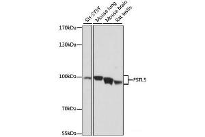Western blot analysis of extracts of various cell lines using FSTL5 Polyclonal Antibody at dilution of 1:1000. (FSTL5 抗体)