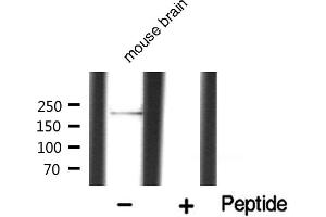 Western blot analysis of MYLK expression in mouse brain (MYLK 抗体  (C-Term))