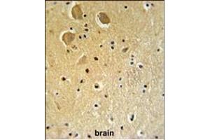 FA1 Antibody (Center) (ABIN651364 and ABIN2840202) IHC analysis in formalin fixed and paraffin embedded human brain tissue followed by peroxidase conjugation of the secondary antibody and DAB staining. (FAM92A1 抗体  (AA 113-141))
