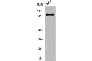 Western Blot analysis of HeLa cells using CUL-1 Polyclonal Antibody (Cullin 1 抗体  (C-Term))