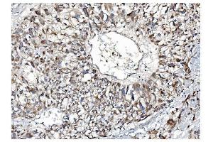 IHC analysis of IDO-2/IDO2 using anti-IDO-2/IDO2 antibody (ABIN7599307).