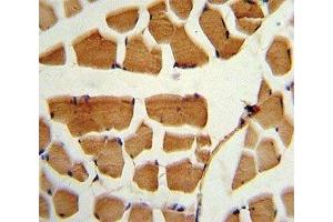 IHC analysis of FFPE human skeletal muscle stained with BMI1 antibody (BMI1 抗体  (AA 257-286))
