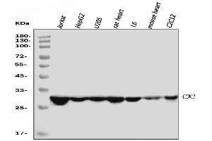 Western blot analysis of Cdk2 using anti-Cdk2 antibody (ABIN7602523).
