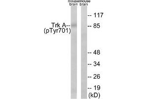 Western blot analysis of extracts from mouse brain cells, using Trk A (Phospho-Tyr701) antibody. (TRKA 抗体  (pTyr701))