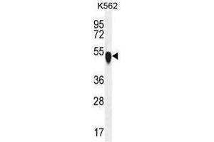 TUBA1C Antibody (C-term) western blot analysis in K562 cell line lysates (35 µg/lane). (TUBA1C 抗体  (C-Term))